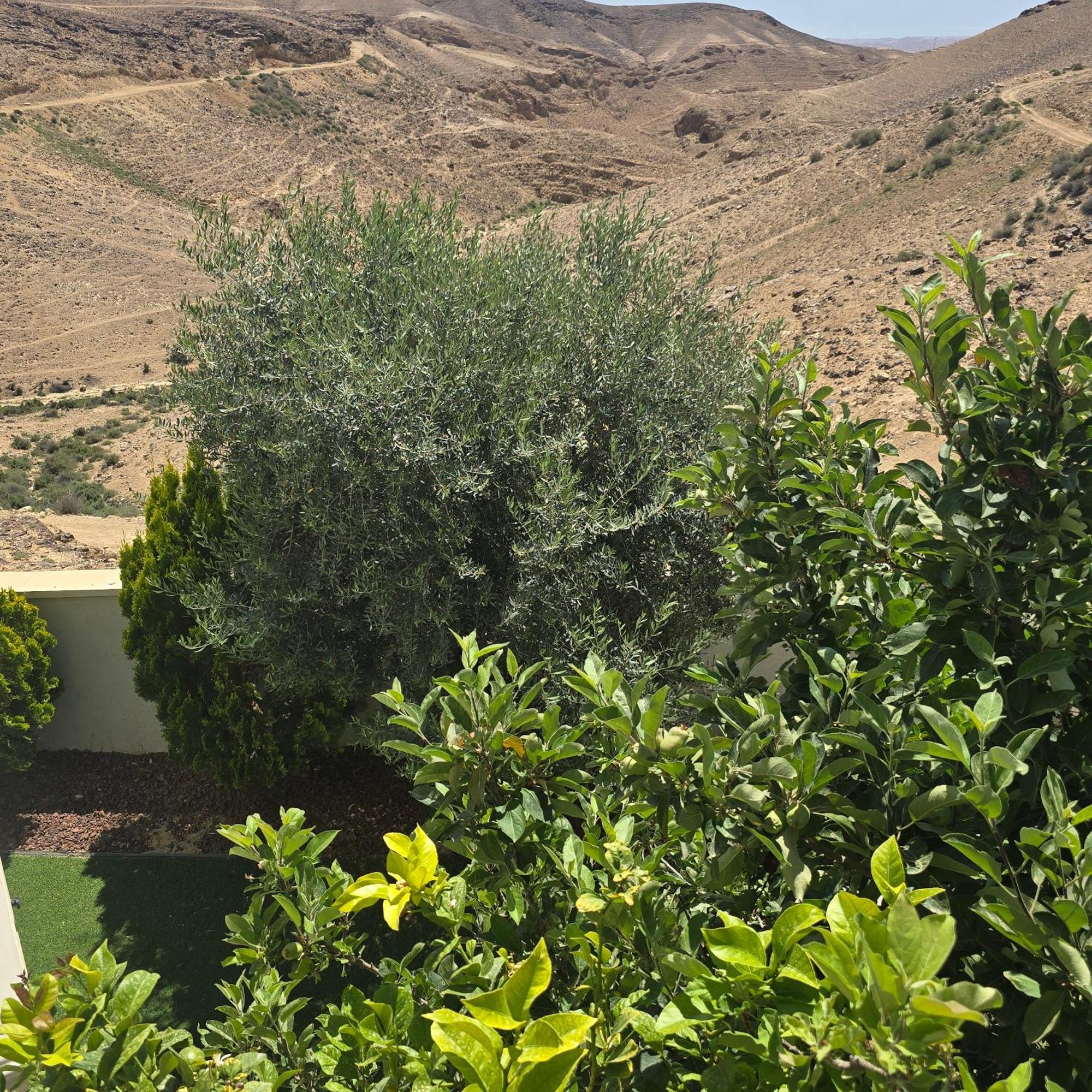 Villa " Arada " Luxury House Esterno foto